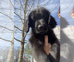 Small Photo #1 Goldendoodle-Newfoundland Mix Puppy For Sale in BUFORD, GA, USA