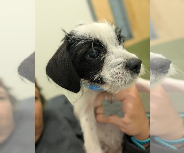 Medium Photo #5 Dachshund-Unknown Mix Puppy For Sale in Holly Springs, NC, USA