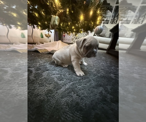 Medium Photo #1 French Bulldog Puppy For Sale in WEST HEMPSTEAD, NY, USA