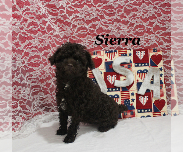 Medium Photo #11 Poodle (Toy) Puppy For Sale in CHANUTE, KS, USA