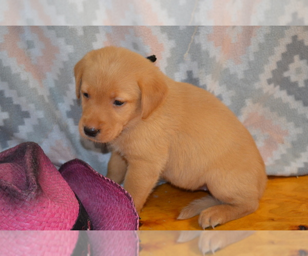 Medium Photo #1 Labrador Retriever Puppy For Sale in GREENWOOD, WI, USA