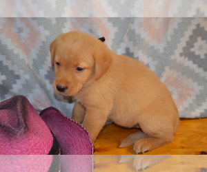 Medium Labrador Retriever