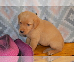 Puppy Donna Labrador Retriever