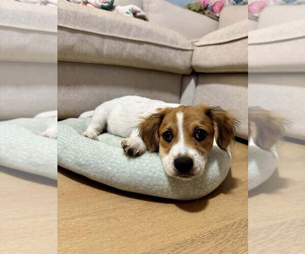 Medium Photo #3 Beagle-Unknown Mix Puppy For Sale in New York, NY, USA