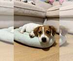 Small #2 Beagle Mix