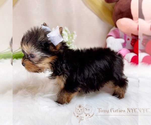 Medium Photo #3 Yorkshire Terrier Puppy For Sale in ASTORIA, NY, USA