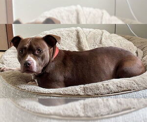 American Pit Bull Terrier Dogs for adoption in Springfield, MA, USA