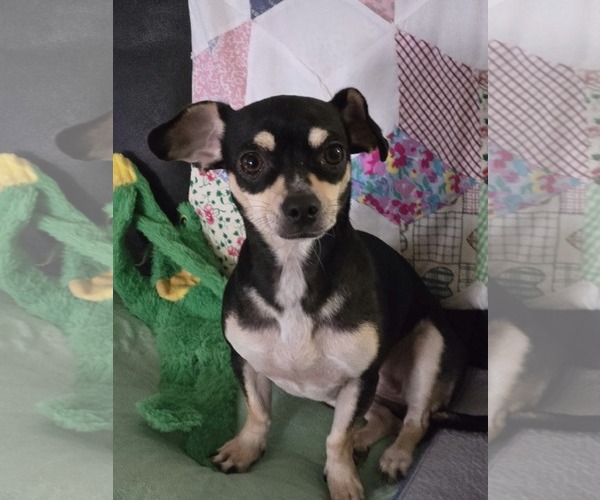 Medium Photo #1 Chiweenie Puppy For Sale in Lakemont, GA, USA