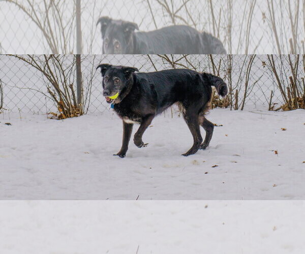 Medium Photo #12 Shepradors Puppy For Sale in Princeton, MN, USA