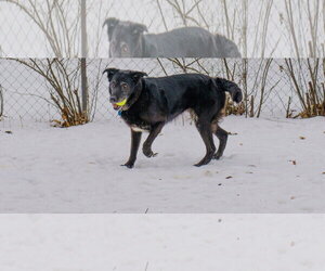 Cardi - Female Shepradors Dog for Adoption - Photo #12