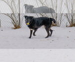 Small Photo #12 Shepradors Puppy For Sale in Princeton, MN, USA
