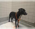 Small Lab-Pointer