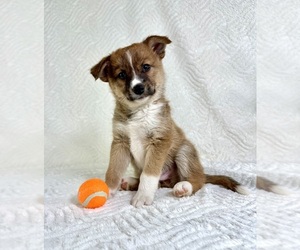 Miniature Australian Shepherd-Pomsky Mix Puppy for sale in GREENFIELD, IN, USA
