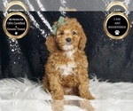 Small Photo #21 Poodle (Miniature) Puppy For Sale in WARSAW, IN, USA