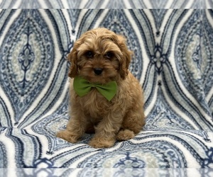 Cavapoo Puppy for sale in LAKELAND, FL, USA