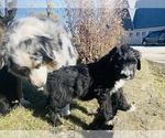 Small Photo #3 Aussiedoodle Puppy For Sale in CROWN POINT, IN, USA