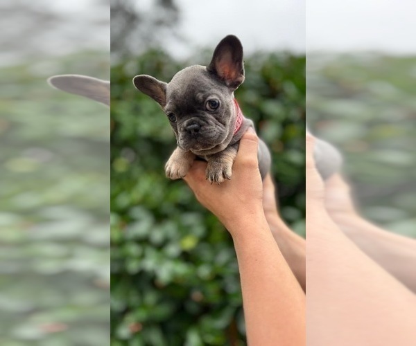 Medium Photo #3 French Bulldog Puppy For Sale in ERIAL, NJ, USA