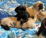 Puppy 2 Pug