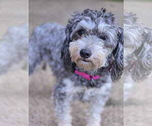 Mutt Dogs for adoption in Bardstown, KY, USA