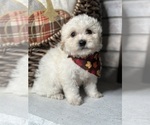 Small Photo #2 Maltese Puppy For Sale in ELMHURST, IL, USA