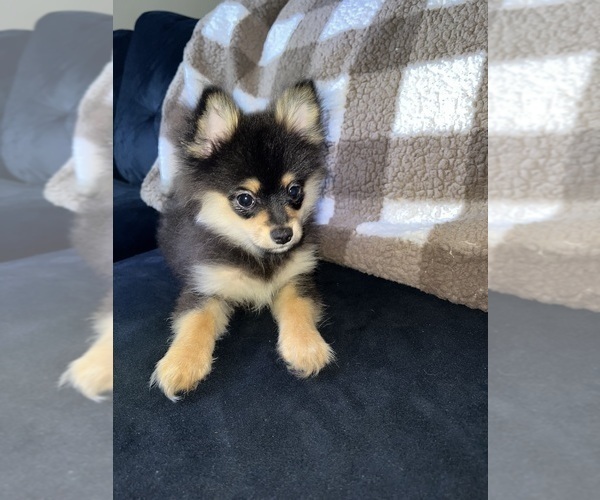 Medium Photo #14 Pomeranian Puppy For Sale in LAUREL, MD, USA