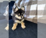 Small #13 Pomeranian