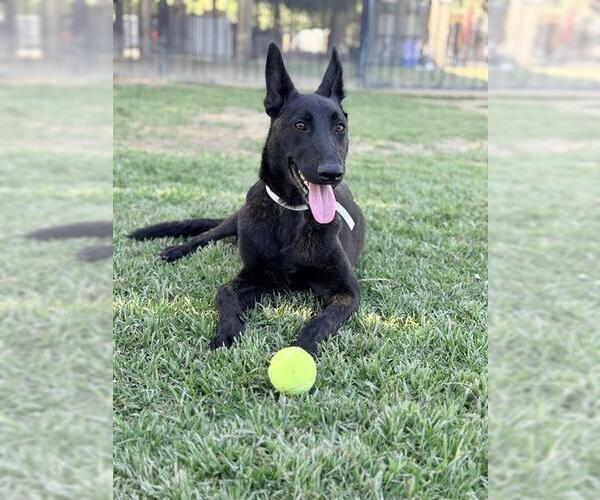 Medium Photo #1 Mutt Puppy For Sale in Riverside, CA, USA
