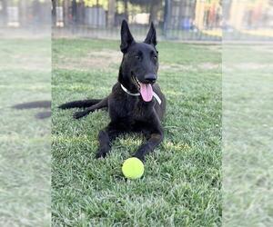 Mutt Dogs for adoption in Riverside, CA, USA