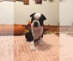 Small Photo #1 Boston Terrier Puppy For Sale in GLADEWATER, TX, USA