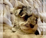 Small Photo #8 Schnauzer (Miniature) Puppy For Sale in WALNUT COVE, NC, USA