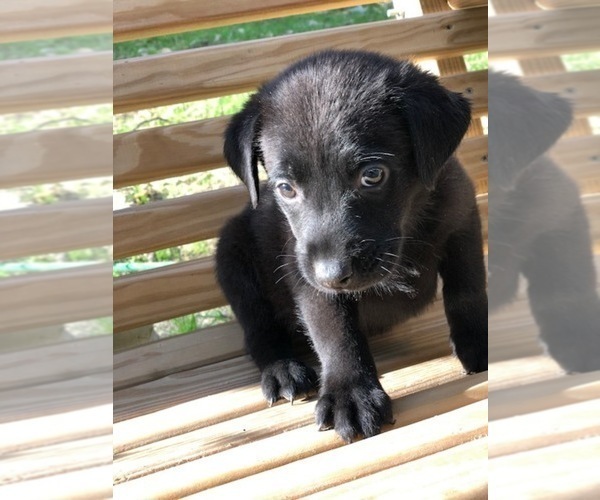 Medium Photo #2 Labrador Retriever Puppy For Sale in SPENCER, TN, USA
