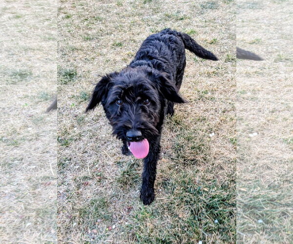 Medium Photo #5 Poodle (Standard)-Unknown Mix Puppy For Sale in Sandy, UT, USA
