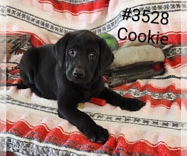 Medium Photo #1 Labrador Retriever Puppy For Sale in MERIDEN, KS, USA