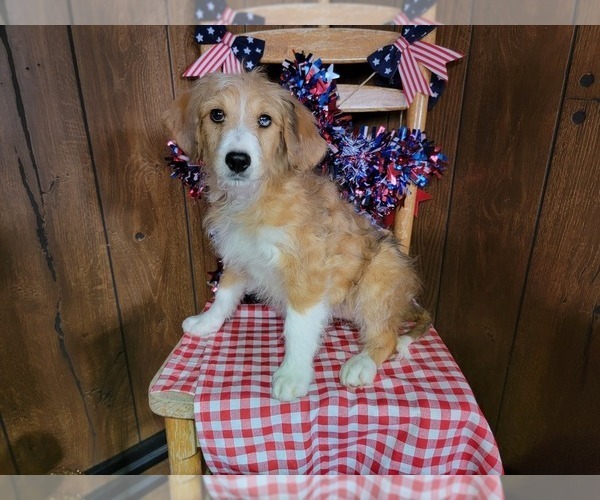 Medium Photo #54 Bernedoodle (Miniature) Puppy For Sale in BLACK FOREST, CO, USA
