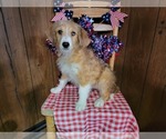 Small #1 Bernedoodle (Miniature)