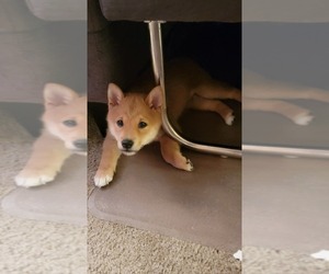 Shiba Inu Puppy for sale in HASTINGS, MN, USA