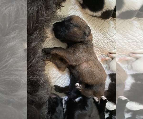 Medium Photo #11 Saint Berdoodle-Saint Bernard Mix Puppy For Sale in BEAVER FALLS, PA, USA