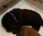 Small Photo #63 Bernedoodle Puppy For Sale in MOULTON, AL, USA