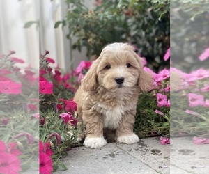 Coton de Tulear-Poodle (Toy) Mix Puppy for sale in CANOGA, NY, USA
