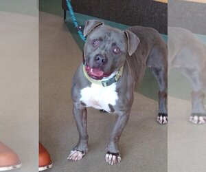 American Pit Bull Terrier Dogs for adoption in Upland, CA, USA