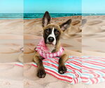 Small American Staffordshire Terrier Mix