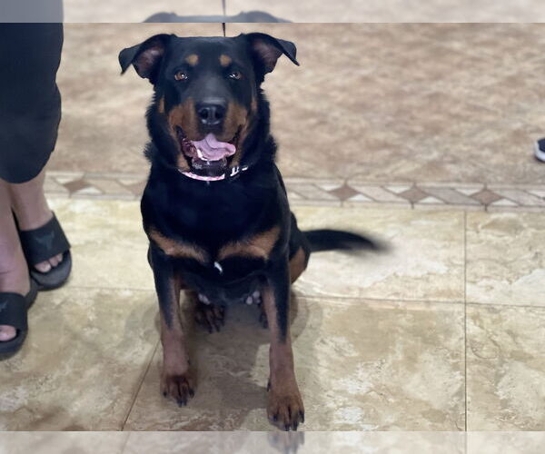 Medium Photo #2 Rottweiler-Unknown Mix Puppy For Sale in Gilbert, AZ, USA