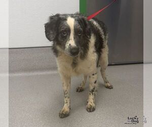 Rascal - Male Aussiedoodle Miniature  Dog for Adoption - Photo #3