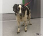 Small Photo #3 Aussiedoodle Miniature  Puppy For Sale in Washington, DC, USA