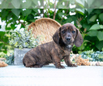 Puppy Slate Dachshund