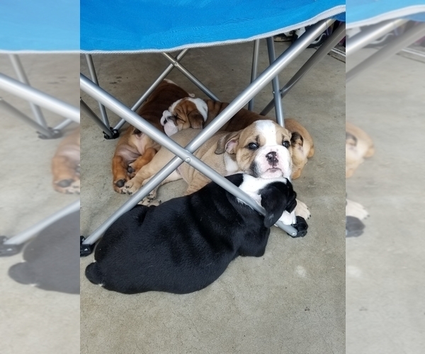 Medium Photo #8 English Bulldog Puppy For Sale in COTTLEVILLE, MO, USA