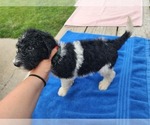Small Poodle (Standard)
