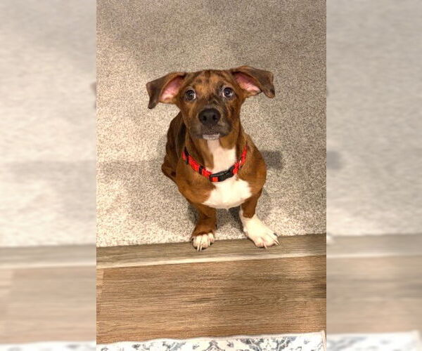 Medium Photo #3 Dachshund-Unknown Mix Puppy For Sale in St. Louis Park, MN, USA