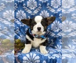 Small Photo #3 Pembroke Welsh Corgi Puppy For Sale in ELKTON, MD, USA