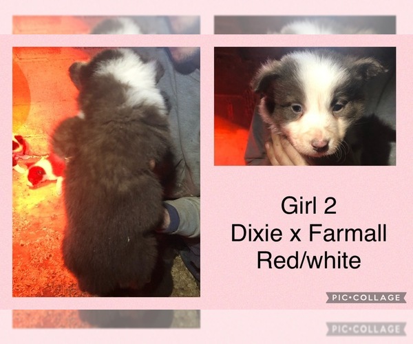 Medium Photo #9 Border Collie Puppy For Sale in LEXINGTON, VA, USA